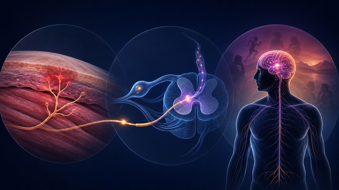 Diferencias entre dolor, nocicepción y daño tisular